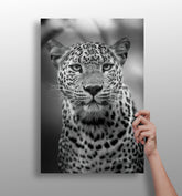 Leopard Aluminum Print.